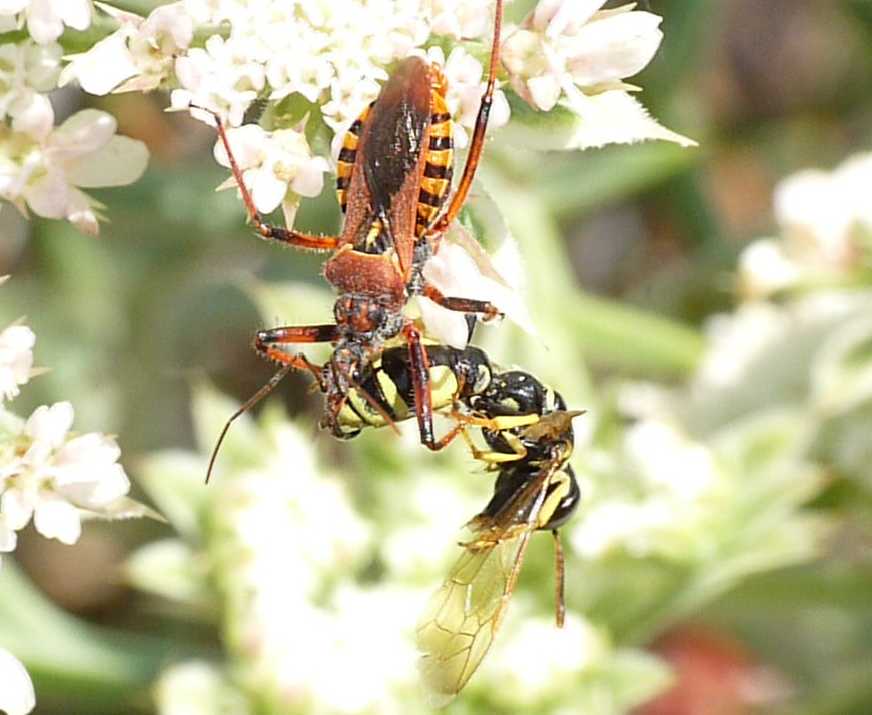 Rhynocoris erhytropus con preda
